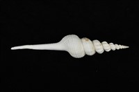 藏品(紡軸長旋螺)的圖片